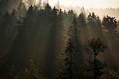 Waldstein - Zum Vergroessern klicken!